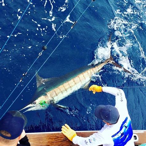 Marlin Fishing: The Ultimate Guide.